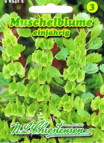 Muschelblume Molucella leavis von Chrestensen