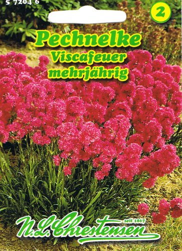 Pechnelke Viscafeuer Lychnis viscaria splendens mehrjährig Schnittstaude Pechnelke Viscafeuer Lychnis viscaria splendens mehrjährig Schnittstaude von Chrestensen