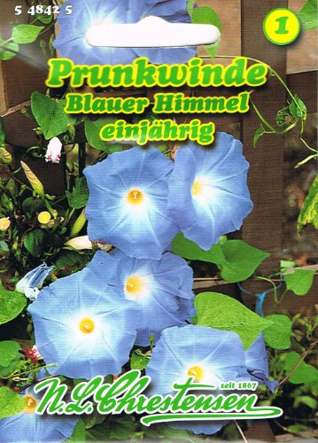 Prunkwinde Blauer Himmel Pharbitis purpurea Winde rankend Saatgut von N.L. Chrestensen