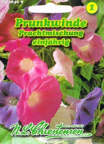 Prunkwinde Prachtmischung frühblühende Schlingpflanze 'Pharbitis purpurea 'Winde rankend von Chrestensen