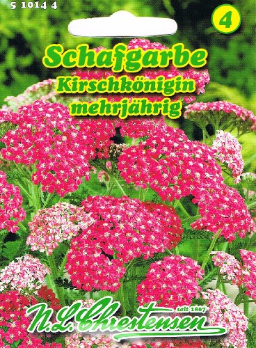 Schafgarbe Kirschkönigin rot mehrjährig 'Achillea millefolium' Schmuck- und Schnittstaude von Chrestensen