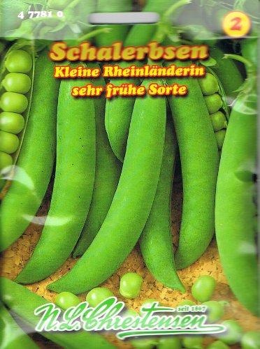 Schalerbsen 'Kleine Rheinländerin' sehr frühe Sorte, 50 cm hoch von N.L. Chrestensen