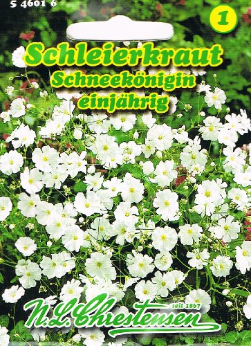 Schleierkraut Schneekönigin reinweiß, einjährig 'Gypsophila elegans' von N.L. Chrestensen