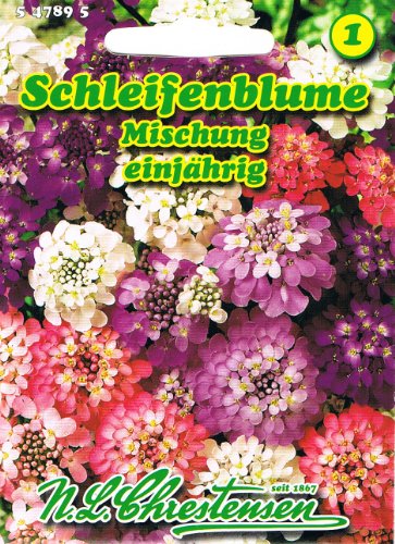 Schleifenblume Mischung , einjährig, reichblühend, für Rabatten und Gruppenpflanzungen 'Iberis umbellata' von N.L. Chrestensen