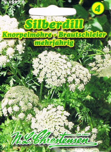 Silberdill 'Knorpelmöhre' weiß Brautschleier einjährig, weiß 'Ammi majua' von Chrestensen