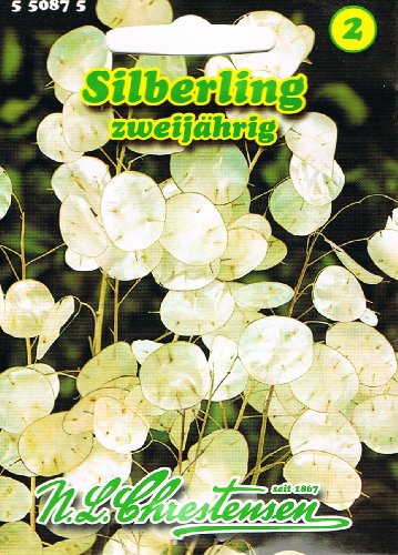 Silberling Lunaria annua Trockenblume Silberling Lunaria annua Trockenblume von Chrestensen
