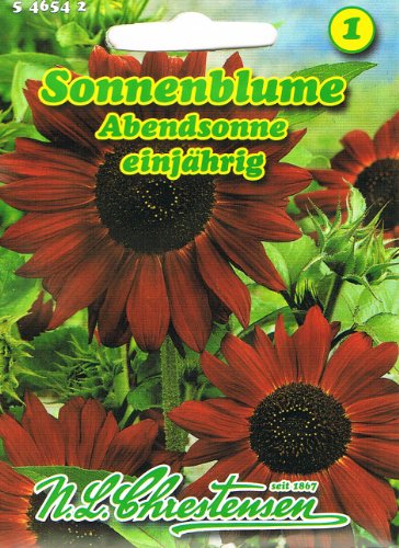 Sonnenblume 'Abendsonne' rot, stark- und schnellwachsend 'Helianthus annuus' von Chrestensen