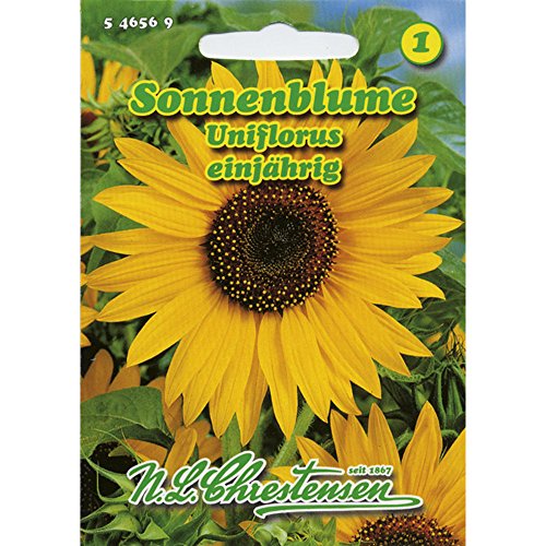 Sonnenblume Uniflorus Helianthus annuus gelb von Chrestensen