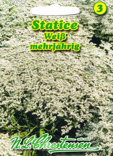 Statice weiß 'Limonium tataricum'Trockenblumen mehrjährig von Chrestensen