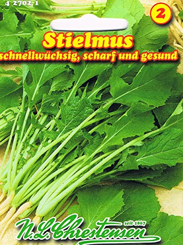 Stielmus Rübstiel schnellwüchsig scharf gesund von Chrestensen