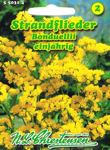 Strandflieder 'Bonduelli' gelb, einjährig, Trockenblume 'Limonium sinuatum' von Chrestensen