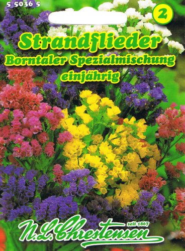 Strandflieder Borntaler spezial Mischung Flieder Limonium sinuatum Statice Trockenblumen von N.L. Chrestensen