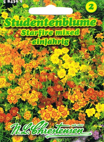 Studentenblume Starfire mixed niedrig 'Tagetes tenuifolia' von N.L. Chrestensen