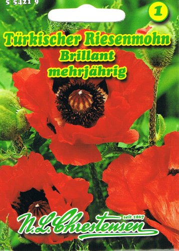 Türkischer Riesenmohn brillant hellrot Schmuckstaude 'Papaver orientale' mehrjährig von Chrestensen