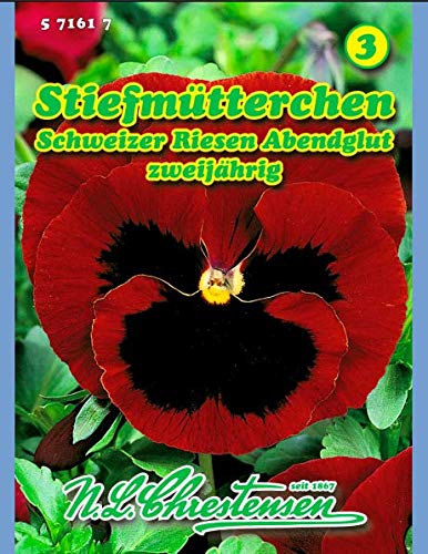 Viola wittr.‚ Stiefmütterchen, Schweizer Riesen, Abendglut N.L.Chrestensen von Chrestensen