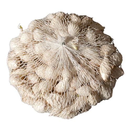 Wintersteckzwiebeln Snowball weiß 'Allium cepa' Steckzwiebeln 250g von Chrestensen
