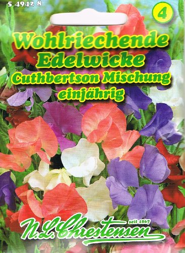 Wohlriechende Edelwicke Cuthbertson Mischung Lathyrus odoratus Wicke rankend von Chrestensen