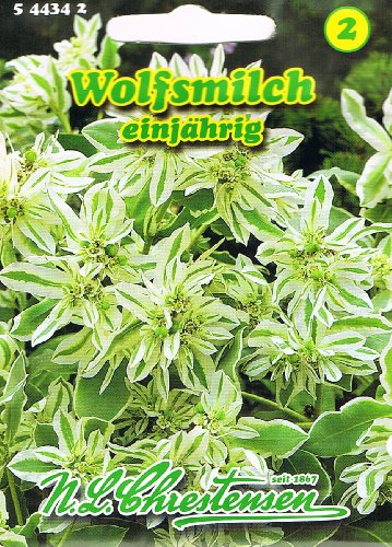 Wolfsmilch 'White Top' einjährig,dekorativ, Schnittblume 'Euphorbia marginata' Wolfsmilch 'White Top' einjährig,dekorativ, Schnittblume 'Euphorbia marginata' von Chrestensen