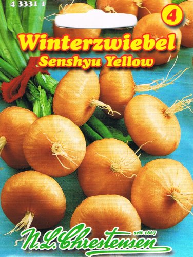 Zwiebel Senshyu Yellow (Portion) von Chrestensen