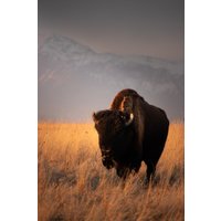 Sonnenuntergang Bison Poster | Westernkunst Büffel Rustikales Dekor Wildtiere Fotografie Fine Art Große Ebenen Utah von ChrissyShammasPhoto