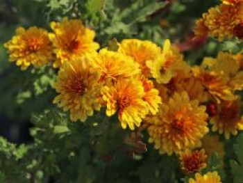 Winteraster 'Bienchen', Chrysanthemum x hortorum 'Bienchen', Topfware von Chrysanthemum x hortorum 'Bienchen'