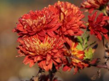 Winteraster 'Brennpunkt', Chrysanthemum x hortorum 'Brennpunkt', Topfware von Chrysanthemum x hortorum 'Brennpunkt'