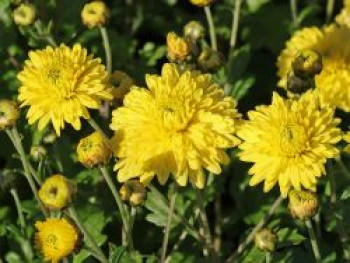Winteraster 'Citronella', Chrysanthemum x hortorum 'Citronella', Topfware von Chrysanthemum x hortorum 'Citronella'