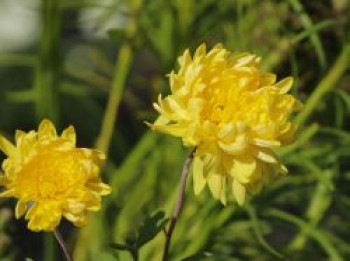 Winteraster 'Citrus', Chrysanthemum x hortorum 'Citrus', Topfware von Chrysanthemum x hortorum 'Citrus'