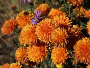 Winteraster 'Dixter Orange', Chrysanthemum x hortorum 'Dixter Orange', Topfware von Chrysanthemum x hortorum 'Dixter Orange'