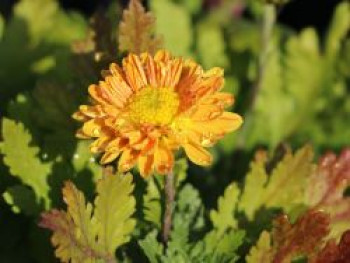 Winteraster 'Goldmarianne', Chrysanthemum x hortorum 'Goldmarianne', Topfware von Chrysanthemum x hortorum 'Goldmarianne'