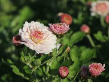 Winteraster 'Julia', Chrysanthemum x hortorum 'Julia', Topfware von Chrysanthemum x hortorum 'Julia'