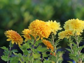 Winteraster 'Juliane', Chrysanthemum x hortorum 'Juliane', Topfware von Chrysanthemum x hortorum 'Juliane'