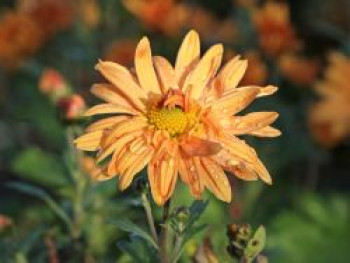 Winteraster 'Kleiner Bernstein', Chrysanthemum x hortorum 'Kleiner Bernstein', Topfware von Chrysanthemum x hortorum 'Kleiner Bernstein'