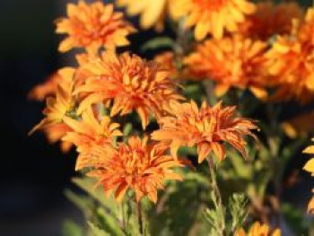Winteraster 'Mandarine', Chrysanthemum x hortorum 'Mandarine', Topfware von Chrysanthemum x hortorum 'Mandarine'