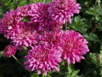Winteraster 'Manito', Chrysanthemum x hortorum 'Manito', Topfware von Chrysanthemum x hortorum 'Manito'