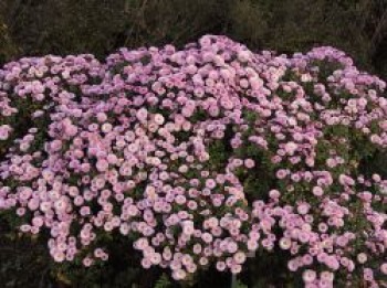 Winteraster 'Mei-kyo', Chrysanthemum x hortorum 'Mei-kyo', Topfware von Chrysanthemum x hortorum 'Mei-kyo'