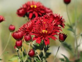 Winteraster 'Oktoberpracht', Chrysanthemum x hortorum 'Oktoberpracht', Topfware von Chrysanthemum x hortorum 'Oktoberpracht'