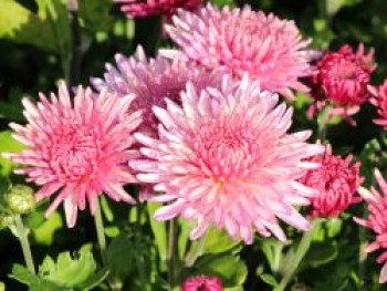 Winteraster 'Orchid Helen', Chrysanthemum x hortorum 'Orchid Helen', Topfware von Chrysanthemum x hortorum 'Orchid Helen'