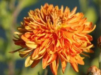 Winteraster 'Ordenstern', Chrysanthemum x hortorum 'Ordenstern', Topfware von Chrysanthemum x hortorum 'Ordenstern'