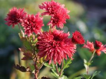 Winteraster 'Pizzicato', Chrysanthemum x hortorum 'Pizzicato', Topfware von Chrysanthemum x hortorum 'Pizzicato'
