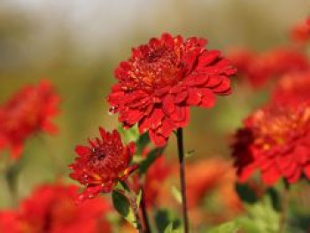 Winteraster 'Rehauge', Chrysanthemum x hortorum 'Rehauge', Topfware von Chrysanthemum x hortorum 'Rehauge'