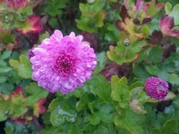 Winteraster 'Rotes Julchen', Chrysanthemum x hortorum 'Rotes Julchen', Topfware von Chrysanthemum x hortorum 'Rotes Julchen'