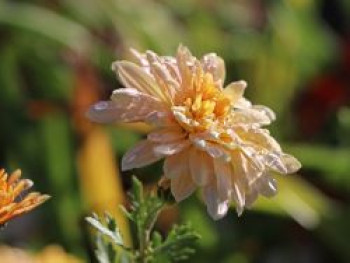 Winteraster 'Scherzo', Chrysanthemum x hortorum 'Scherzo', Topfware von Chrysanthemum x hortorum 'Scherzo'