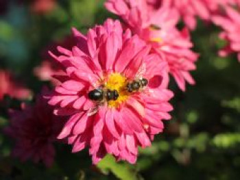 Winteraster 'Schloßtaverne', Chrysanthemum x hortorum 'Schloßtaverne', Topfware von Chrysanthemum x hortorum 'Schloßtaverne'