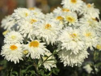 Winteraster 'Schneewolke', Chrysanthemum x hortorum 'Schneewolke', Topfware von Chrysanthemum x hortorum 'Schneewolke'