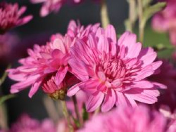 Winteraster 'Schweizerland', Chrysanthemum x hortorum 'Schweizerland', Topfware von Chrysanthemum x hortorum 'Schweizerland'