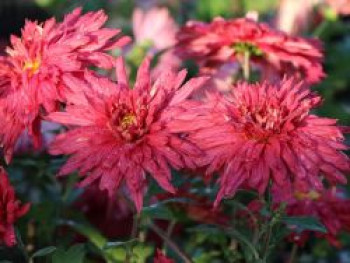 Winteraster 'Vesuv', Chrysanthemum x hortorum 'Vesuv', Topfware von Chrysanthemum x hortorum 'Vesuv'