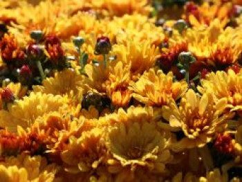 Winteraster 'Zeus', Chrysanthemum x hortorum 'Zeus', Topfware von Chrysanthemum x hortorum 'Zeus'