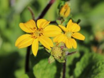 Goldkörbchen 'Andre Viette', Chrysogonum virginianum 'Andre Viette', Topfware von Chrysogonum virginianum 'Andre Viette'