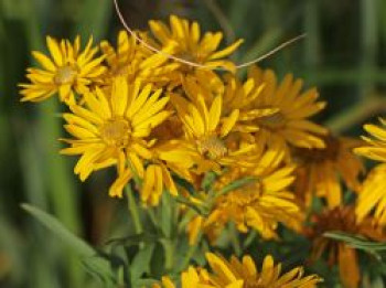 Prächtiges Goldauge 'Sunshine', Chrysopsis spiciosa 'Sunshine', Topfware von Chrysopsis spiciosa 'Sunshine'
